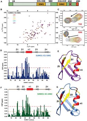 Non-covalent Interaction With SUMO Enhances the Activity of Human Cytomegalovirus Protein IE1